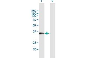 Western Blot analysis of TICAM2 expression in transfected 293T cell line by TICAM2 MaxPab polyclonal antibody. (TICAM2 Antikörper  (AA 1-235))