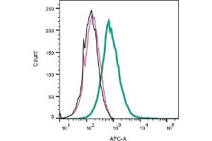 anti-Amiloride-Sensitive Cation Channel 2, Neuronal (ACCN2) (AA 368-382), (Extracellular) antibody