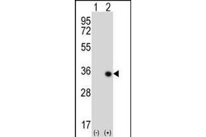 Western blot analysis of STK16 (arrow) using rabbit polyclonal STK16 Antibody  (ABIN391357 and ABIN2841377). (STK16 Antikörper  (C-Term))