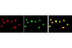 Immunofluorescence (IF) image for anti-Myc Proto-Oncogene protein (MYC) (pSer62) antibody (ABIN3201011) (c-MYC Antikörper  (pSer62))