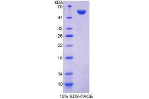 SDS-PAGE analysis of Mouse FARS2 Protein.