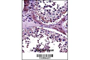 PRMT5 Antibody immunohistochemistry analysis in formalin fixed and paraffin embedded human testis tissue followed by peroxidase conjugation of the secondary antibody and DAB staining. (PRMT5 Antikörper  (N-Term))