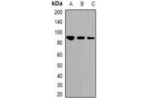Western blot analysis of STAT1 (AcK410/K413) expression in HEK293T (A), RAW264. (STAT1 Antikörper  (acLys410, Lys413))