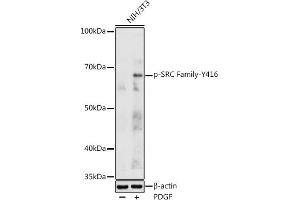 Western blot analysis of extracts of NIH/3T3 cells, using Phospho-SRC Family-Y416 antibody (ABIN3020495, ABIN3020496, ABIN3020497 and ABIN6225515) at 1:1000 dilution. (Src Family (pTyr416) Antikörper)