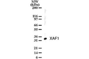 Western blot analysis of XAF1 in human liver lysates using XAF1 polyclonal antibody  at 1 ug/mL . (XAF1 Antikörper  (AA 201-218))