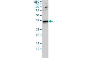 GTF2E2 monoclonal antibody (M01A), clone 2C3 Western Blot analysis of GTF2E2 expression in Hela S3 NE . (GTF2E2 Antikörper  (AA 1-291))