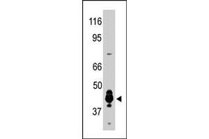 The PRMT6 polyclonal antibody  was used to detect human PRMT6 protein in human brain extract in a Western blot analysis. (PRMT6 Antikörper  (N-Term))