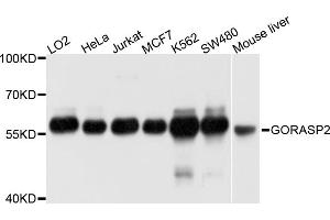 Western blot analysis of extracts of various cell lines, using GORASP2 antibody (ABIN4903802) at 1:1000 dilution. (GORASP2 Antikörper)