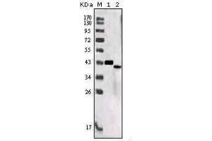 Western Blot showing SORL1 antibody used against truncated SORL1 recombinant protein (1) and SORL1 (aa2159-2214)-hIgGFc transfected CHO-K1 cell lysate (2). (SORL1 Antikörper  (AA 2159-2214))