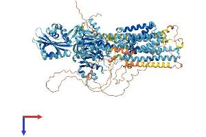 ATP2B4 Protein (AA 1-1241) (His tag)