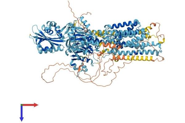 ATP2B4 Protein (AA 1-1241) (His tag)
