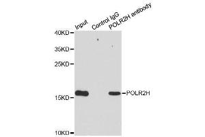 Immunoprecipitation analysis of 200ug extracts of MCF7 cells using 1ug POLR2H antibody. (POLR2H Antikörper  (AA 1-150))