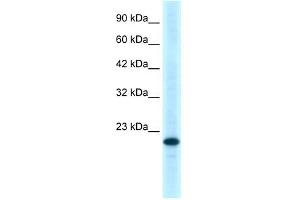 TNFRSF18 antibody (70R-10460) used at 0. (TNFRSF18 Antikörper  (C-Term))