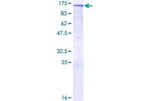 Image no. 1 for General Transcription Factor III (GTF2I) (AA 1-976) protein (GST tag) (ABIN1306159) (GTF2I Protein (AA 1-976) (GST tag))