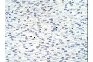 Image no. 1 for anti-Ring Finger Protein 8 (RNF8) (AA 351-400) antibody (ABIN320515) (RNF8 Antikörper  (AA 351-400))