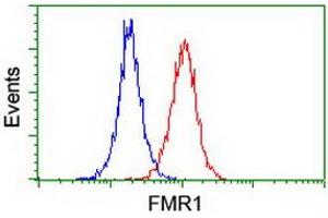 Image no. 8 for anti-Fragile X Mental Retardation 1 (FMR1) antibody (ABIN1498287)