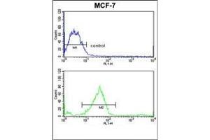 Flow cytometric analysis of MCF-7 cells using GALNT3 Antibody (Center) Cat. (GALNT3 Antikörper  (Middle Region))