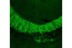 Indirect immunolabeling of PFA fixed section of mouse hippocampus (dilution 1 : 500). (Slc30a3 Antikörper  (AA 2-75))