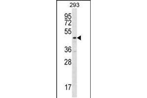 Western blot analysis in 293 cell line lysates (35ug/lane). (TBCEL Antikörper  (C-Term))