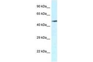 Image no. 1 for anti-Vanin 2 (VNN2) (AA 337-386) antibody (ABIN6747327)
