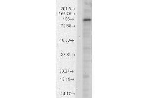 HCN1 Western Blot. (HCN1 Antikörper  (C-Term))