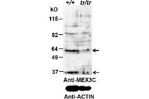 ABIN5539884 (0. (MEX3C Antikörper  (AA 541-554))