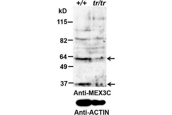 MEX3C anticorps  (AA 541-554)