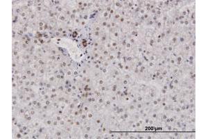 Immunoperoxidase of purified MaxPab antibody to RPA2 on formalin-fixed paraffin-embedded human liver.