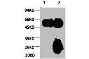 1) Input: Mouse Brain Tissue Lysate 2) IP product: IP dilute 1:200 (TUBA1A Antikörper)