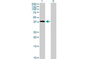Western Blot analysis of NDN expression in transfected 293T cell line by NDN MaxPab polyclonal antibody. (NDN Antikörper  (AA 1-321))