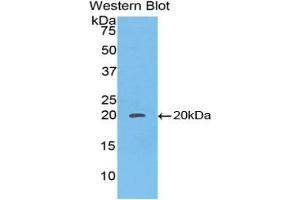 Western blot analysis of the recombinant protein. (Caspase 8 Antikörper  (AA 25-175))