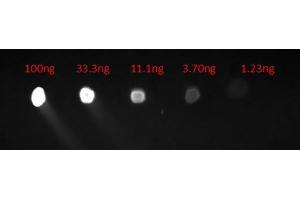 Dot Blot of Chicken Anti-HUMAN IgG Fluorescein Conjugated Antibody. (Huhn anti-Human IgG (Heavy & Light Chain) Antikörper (FITC) - Preadsorbed)