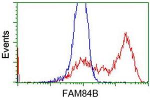 HEK293T cells transfected with either RC207996 overexpress plasmid (Red) or empty vector control plasmid (Blue) were immunostained by anti-FAM84B antibody (ABIN2453032), and then analyzed by flow cytometry. (FAM84B Antikörper)