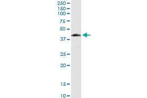FANCL MaxPab rabbit polyclonal antibody. (FANCL Antikörper  (AA 1-375))