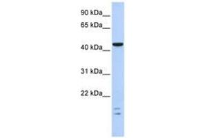 Image no. 1 for anti-BTB (POZ) Domain Containing 6 (BTBD6) (C-Term) antibody (ABIN6740625) (BTBD6 Antikörper  (C-Term))