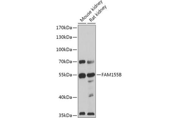 FAM155B 抗体