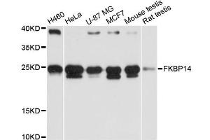Western blot analysis of extracts of various cell lines, using FKBP14 antibody (ABIN6290382) at 1:3000 dilution. (FKBP14 Antikörper)