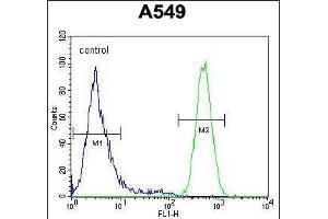 ES1 Antibody (N-term) (ABIN654664 and ABIN2844360) flow cytometric analysis of A549 cells (right histogram) comred to a negative control cell (left histogram). (EPAS1 Antikörper  (N-Term))