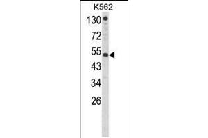 Western blot analysis of IFNAR1 Antibody in K562 cell line lysates (35ug/lane)(8ug/ml) (IFNAR1 Antikörper  (AA 162-188))