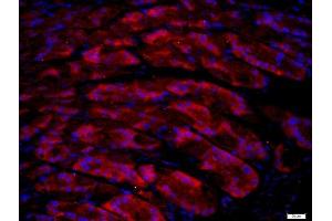 Paraformaldehyde-fixed, paraffin embedded mouse stomach, Antigen retrieval by boiling in sodium citrate buffer (pH6) for 15min, Block endogenous peroxidase by 3% hydrogen peroxide for 20 minutes, Blocking buffer (normal goat serum) at 37°C for 30min, Antibody incubation with UNC5B/UNC5H2 Polyclonal Antibody, Unconjugated  at 1:400 overnight at 4°C, followed by a conjugated secondary (Goat Anti-rabbit IgG/Bio) for 20minutes at 37°C, followed by a conjugated streptavidin at[1:500] for 40 minutes and DAPI staining of the nuclei. (UNC5B Antikörper  (AA 188-260))