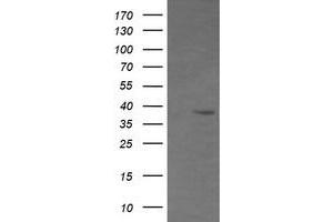 Image no. 1 for anti-CD33 (CD33) antibody (ABIN1497271) (CD33 Antikörper)