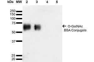 Western Blot analysis of Glycoconjugates showing detection of 67 kDa GalNAc-BSA using Mouse Anti-GalNAc Monoclonal Antibody, Clone 9B9 . (O-GalNAC Antikörper (HRP))