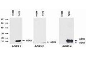 Western Blotting (WB) image for anti-Anterior Gradient 3 (AGR3) antibody (ABIN614770) (AGR3 Antikörper)