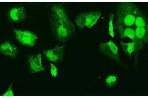 IF analysis of HMGB3 using anti-HMGB3 antibody (ABIN7603127). (HMGB3 Antikörper  (N-Term))
