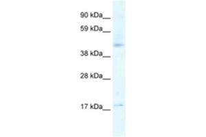 Western Blotting (WB) image for anti-5-Hydroxytryptamine (serotonin) Receptor 1F (HTR1F) antibody (ABIN2463766) (HTR1F Antikörper)