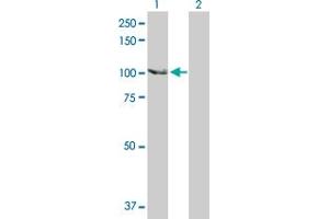 Western Blot analysis of SCYL2 expression in transfected 293T cell line by SCYL2 MaxPab polyclonal antibody. (SCYL2 Antikörper  (AA 1-929))