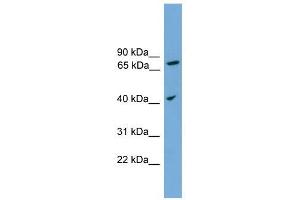 UNQ1887 antibody used at 1 ug/ml to detect target protein. (UNQ1887 (Middle Region) Antikörper)