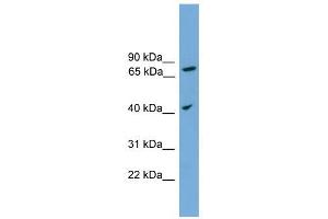 anti-UNQ1887 (Middle Region) antibody