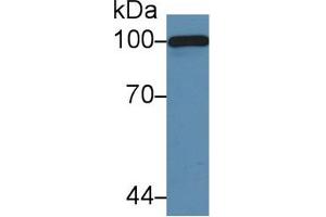 Western Blot; Sample: Mouse Serum; Primary Ab: 5µg/ml Rabbit Anti-Mouse C5a Antibody Second Ab: 0. (C5A Antikörper  (AA 679-755))