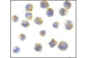 Immunocytochemistry of precerebellin in 3T3 cells with this product at 10 μg/ml. (CBLN1 Antikörper  (C-Term))